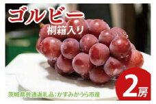 【先行予約】ゴルビー 桐箱入り2房（茨城県共通返礼品：かすみがうら市産）　※2025年9月初旬～2025年10月下旬頃に順次発送予定（CD044）