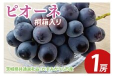 【先行予約】ピオーネ 桐箱入り1房（茨城県共通返礼品：かすみがうら市産）　※2025年9月初旬～2025年10月下旬頃に順次発送予定（CD045）