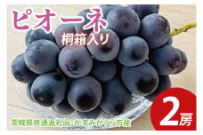 【先行予約】ピオーネ 桐箱入り2房（茨城県共通返礼品：かすみがうら市産）　※2025年9月初旬～2025年10月下旬頃に順次発送予定（CD046）