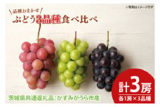 【先行予約】ぶどう3品種食べ比べ 各1房 計3房（茨城県共通返礼品：かすみがうら市産）　※2025年9月初旬～2025年10月下旬頃に順次発送予定（CD059）