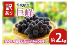 【先行予約】訳あり 巨峰 約2kg（茨城県共通返礼品：かすみがうら市産）　※2025年10月初旬～2025年10月下旬頃に順次発送予定（CD051）