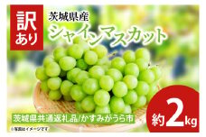 【先行予約】訳ありシャインマスカット 約2kg（茨城県共通返礼品：かすみがうら市産）　※2025年10月初旬～2025年10月下旬頃に順次発送予定（CD052）