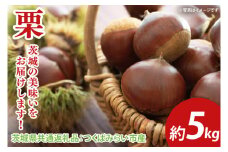 【先行予約】栗 約5kg（茨城県共通返礼品：つくばみらい市産）※2025年10月上旬～10月下旬頃に順次発送予定（CD096）