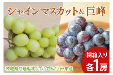 【先行予約】シャインマスカット1房と巨峰1房 桐箱入り（茨城県共通返礼品：かすみがうら市産）　※2025年8月初旬～2025年10月下旬頃に順次発送予定（CD049）