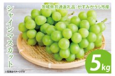 【先行予約】シャインマスカット 約5㎏ 7～9房（茨城県共通返礼品：かすみがうら市産）　※2025年8月初旬～2026年1月下旬頃に順次発送予定（CD035）