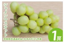 【先行予約】シャインマスカット 1房（茨城県共通返礼品：かすみがうら市産）　※2025年8月初旬～2026年1月下旬頃に順次発送予定（CD022）