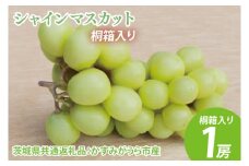 【先行予約】シャインマスカット 桐箱入り1房（茨城県共通返礼品：かすみがうら市産）　※2025年8月初旬～2026年1月下旬頃に順次発送予定（CD041）