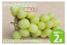 【先行予約】シャインマスカット 桐箱入り2房（茨城県共通返礼品：かすみがうら市産）　※2025年8月初旬～2026年1月下旬頃に順次発送予定（CD042）