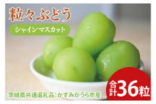 【先行予約】粒々ぶどう シャインマスカット36粒（茨城県共通返礼品：かすみがうら市産）　※2025年8月初旬～2026年1月下旬頃に順次発送予定（CD054）