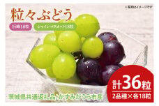 【先行予約】粒々ぶどう 合計36粒 シャインマスカット18粒と巨峰18粒（茨城県共通返礼品：かすみがうら市産）　※2025年8月初旬～2025年10月下旬頃に順次発送予定（CD056）