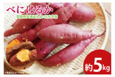 【先行予約】べにはるか 約5㎏（茨城県共通返礼品：行方市産）※2025年10月上旬～2026年3月下旬頃に順次発送予定（CD085）