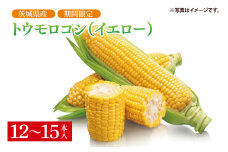 【先行予約】トウモロコシ（イエロー）（12～15本入）【山崎農園】（2025年6月上旬～7月下旬頃にお届け）【とうもろこし コーン 甘い おいしい 茨城県 阿見町】（70-04-1）