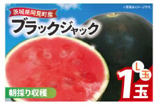 【先行予約】【7月中旬より発送】すいか ブラックジャック L玉【スイカ 大玉 大きい 高級感 種少ない 甘い 贈り物 贈答品 プレゼント 茨城県産 茨城県 阿見町】(87-01)
