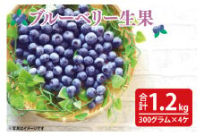 【先行予約】完熟ブルーベリー1.2kg（300g×4パック）【2025年6月下旬ころから順次発送予定】(19-01-1)
