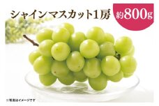 49-01 【先行予約】【2025年10月以降発送】シャインマスカット1房（約800g）【マスカット ぶどう ブドウ 葡萄 フルーツ 果物 くだもの 阿見町 茨城県】