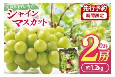 49-02  【先行予約】【2025年10月以降発送】シャインマスカット2房（約1.2kg）【マスカット ぶどう ブドウ 葡萄 フルーツ 果物 阿見町 茨城県】