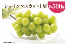 49-06 【先行予約】【2025年10月以降発送】シャインマスカット1房（約500g）【マスカット ぶどう ブドウ 葡萄 フルーツ 果物 阿見町 茨城県】