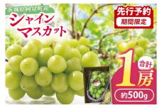 49-06 【先行予約】【2025年10月以降発送】シャインマスカット1房（約500g）【マスカット ぶどう ブドウ 葡萄 フルーツ 果物 阿見町 茨城県】
