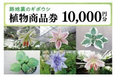 53-02 「路地裏のギボウシ」商品券 10,000円分【植物 希少 品種 多肉植物 利用券 利用チケット 茨城県 阿見町】