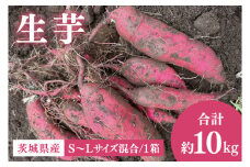 56-06 生芋10kg　S～Lサイズ混合 1箱【サツマイモ さつま芋 さつまいも 芋 いも 野菜  紅はるか 茨城県 阿見町 阿見 15000円以内】
