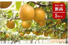 K1989 【2025年先行予約】産地直送！境町産 新高梨5kg（限定300箱）