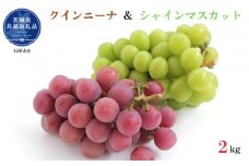 【先行予約】開田ぶどう園　クインニーナ＆シャインマスカットセット　合計2kg（茨城県共通返礼品・石岡市産） ／  ぶどう 葡萄 ブドウ 果物 フルーツ シャインマスカット クインニーナ 2kg セット 食べ比べ
