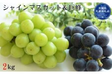 【先行予約】開田ぶどう園　シャインマスカット＆巨峰（種あり）セット　合計2kg（茨城県共通返礼品・石岡市産） ／ 巨峰 シャインマスカット ぶどう 葡萄 ブドウ 果物 フルーツ