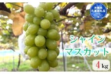 【先行予約】開田ぶどう園　シャインマスカット 4kg（茨城県共通返礼品・石岡市産） ／  ぶどう 葡萄 ブドウ 果物 フルーツ シャインマスカット 4kg
