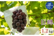 【先行予約】 開田ぶどう園 巨峰 1.2kg （茨城県共通返礼品・石岡市産） ／ 巨峰 ぶどう 葡萄 ブドウ 果物 フルーツ 1.2kg