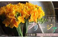 【先行予約 / 2025年1月発送】香り華やぐ フリージア 3色セット 50本 生産者直送 直送 生花 切り花 花 はな 春 先行予約 予約 茨城県 利根町