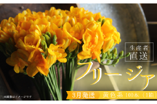 【先行予約 / 2025年3月発送】香り華やぐ フリージア 黄色 100本 生産者直送 直送 生花 切り花 花 はな 春 先行予約 予約 茨城県 利根町