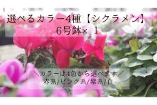 選べるカラー4色【シクラメン】6号鉢×１（ピンク系）