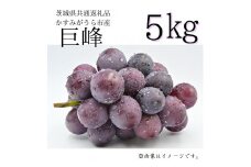巨峰　5kg（茨城県共通返礼品・かすみがうら市産）