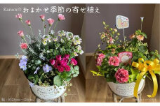 Kanonのおまかせ季節の寄せ植え