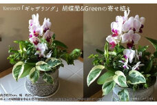 Kanonの「ギャザリング」胡蝶蘭&Greenの寄せ植え