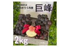 巨峰　2kg（茨城県共通返礼品・かすみがうら市産）