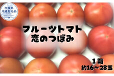 トマト　恋のつぼみ　1箱（16～28玉）(茨城県共通返礼品／行方市)