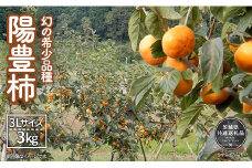 【2025年先行予約】 ＼大玉秀品／有機肥料を中心に栽培された幻の高級柿「陽豊柿」3㎏（10～12玉）朝どり産地直送（茨城県共通返礼品・かすみがうら市産)