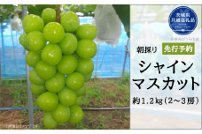 【2025年先行予約】有機肥料栽培 大粒 シャインマスカット 計1.2kg 朝どり 産地直送（茨城県共通返礼品・かすみがうら市） 先行予約 予約 ぶどう ブドウ 葡萄 茨城県