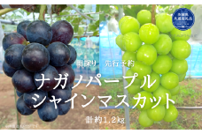【2025年先行予約】有機肥料栽培 大粒 ナガノパープル ＋ シャインマスカット 計1.2kg 朝どり 産地直送（茨城県共通返礼品・かすみがうら市） 先行予約 予約 ぶどう ブドウ 葡萄 巨峰 きょほう セット 詰め合わせ 茨城県