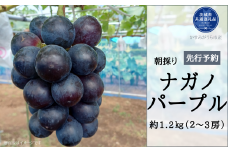 【2025年先行予約】有機肥料栽培 大粒 ナガノパープル 計1.2kg 朝どり 産地直送（茨城県共通返礼品・かすみがうら市） 先行予約 予約 ぶどう ブドウ 葡萄 巨峰 きょほう 茨城県