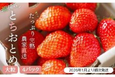 【2026年1月より発送】いちご専門農家直送！朝摘み収穫したての完熟とちおとめ4パック1箱 ／ とちおとめ いちご 苺 イチゴ 完熟 果物 フルーツ 予約 先行予約 茨城県 茨城 利根町 