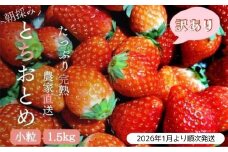 【2026年1月より発送】いちご専門農家直送！朝摘み収穫したて小粒完熟とちおとめ 1.5kg ジャム用におススメ！ ／ いちご 苺 イチゴ とちおとめ 完熟 果物 フルーツ 予約 先行予約 茨城 茨城県 利根町