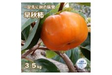 【2025年先行予約】 ＼大玉秀品／有機肥料栽培された幻の高級柿「早秋柿」3.5kg（10～12玉）朝どり産地直送（茨城県共通返礼品・かすみがうら市）