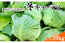 冬キャベツ どっさり10㎏