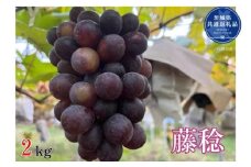 【先行予約】開田ぶどう園　藤稔　2kg（茨城県共通返礼品・石岡市産） ／  ぶどう 葡萄 ブドウ 果物 フルーツ 藤稔 2kg