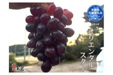 【先行予約】開田ぶどう園 オリエンタルスター 2kg（茨城県共通返礼品・石岡市産） ／  ぶどう 葡萄 ブドウ 果物 フルーツ オリエンタルスター 2kg