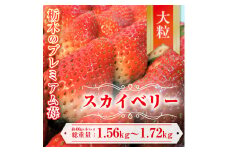 【先行予約】スカイベリー 約390g～430g×4パック | いちご 栃木 スカイベリー 大粒 大きい いちご 苺 イチゴ 栃木 果物 甘い 評判 鮮度 抜群 好評 人気 アレンジ アフター対応あり※離島への配送不可 ※2026年1月中旬～3月下旬頃に順次発送予定