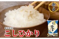 【令和7年産】栃木県産こしひかり（精米・5kg×1袋）　※離島への配送不可