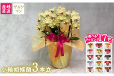 【栃木県宇都宮産】胡蝶蘭（小輪）ザルツマン　3本立
※離島への配送不可
